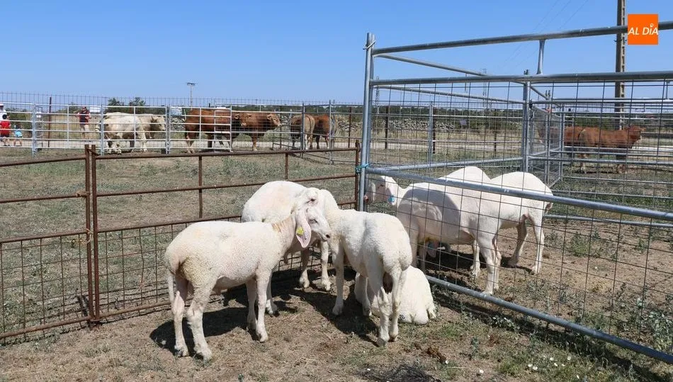 La feria ganadera se aplaza sin fecha fija hasta ver la evolución de la pandemia / CORRAL