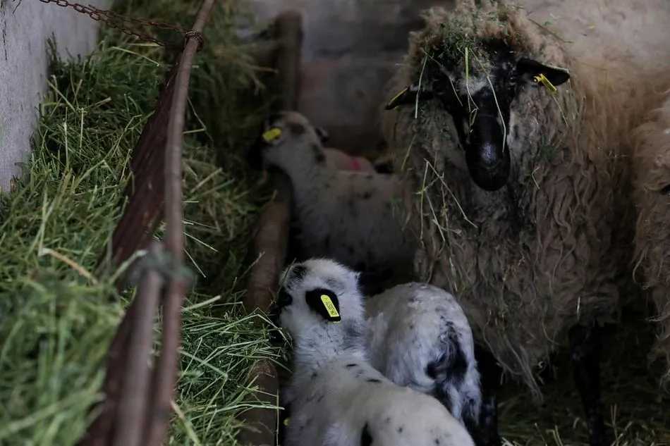 Corderos del Centro de Ganado Ovino del Instituto Madrileño de Investigación y Desarrollo Rural, Agrario y Alimentario (IMIDRA), Centro de Transferencia Tecnológica La Chimenea. - Jesús Hellín - Europa Press