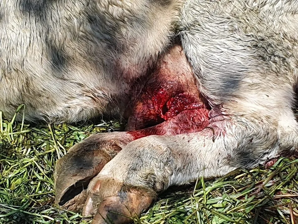 Los buitres acaban en Valderrodrigo con la vida de una vaca y su ternero en el momento del parto  