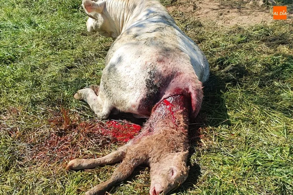 Foto 3 - Los buitres acaban en Valderrodrigo con la vida de una vaca y su ternero en el momento del parto  
