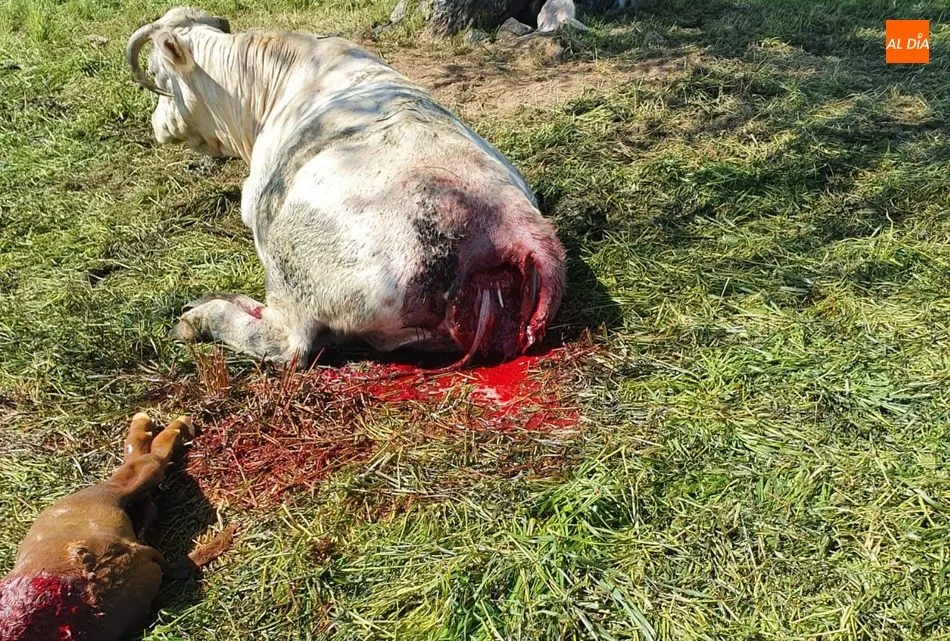 Foto 2 - Los buitres acaban en Valderrodrigo con la vida de una vaca y su ternero en el momento del parto  