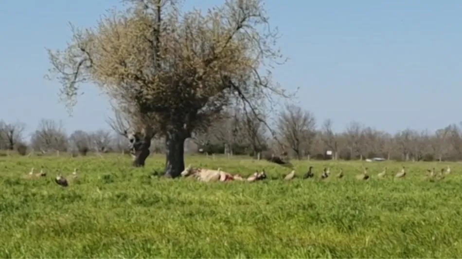 Foto 4 - Los buitres acaban en Valderrodrigo con la vida de una vaca y su ternero en el momento del parto  