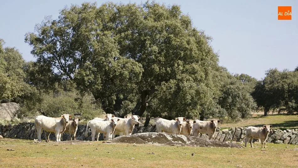 Novillas para cría en la explotación de vacuno de carne  / M. C.