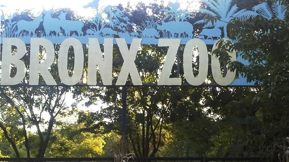 Imagen del zoo del Bronx, en Nueva York, donde un tigre ha dado positivo por coronavirus (Jim Fitzgerald / AP)