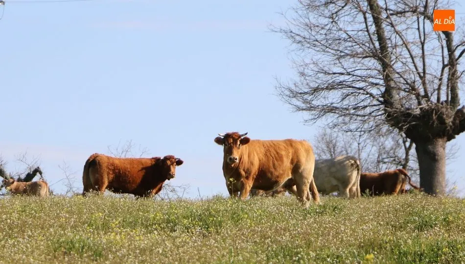 El vacuno ha comenzado su caída ante la escasa oferta en los mercados / CORRAL