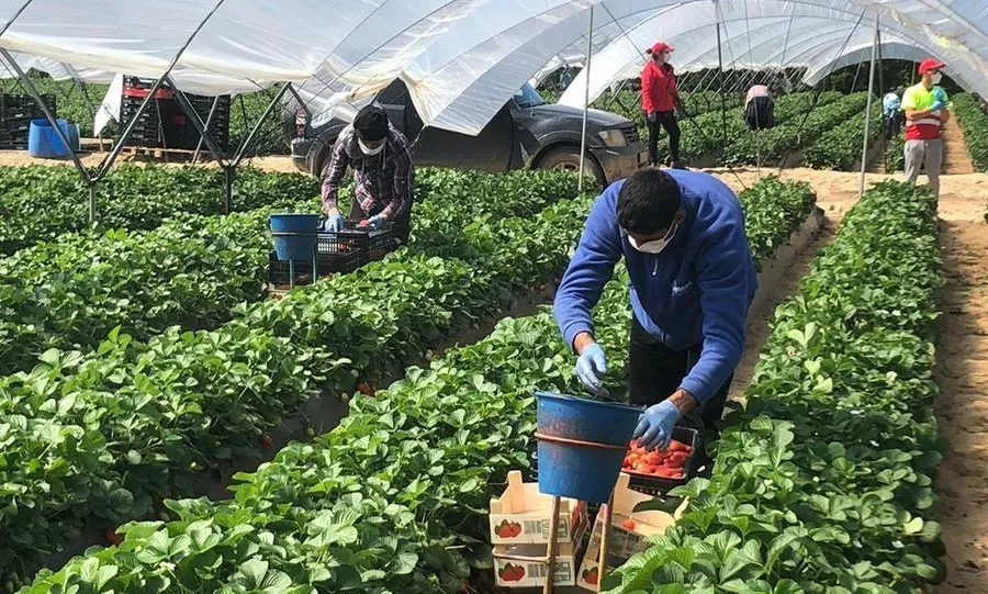 Agricultura es consciente del problema de la falta de mano de obra en el campo, teniendo en cuenta que el cierre de las fronteras imposibilita la llegada de trabajadores de otros países