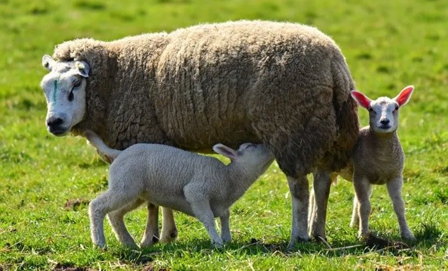 El Gobierno aprobará ayudas al lechazo y al cabrito, mientras CyL espera que la CE autorice el...