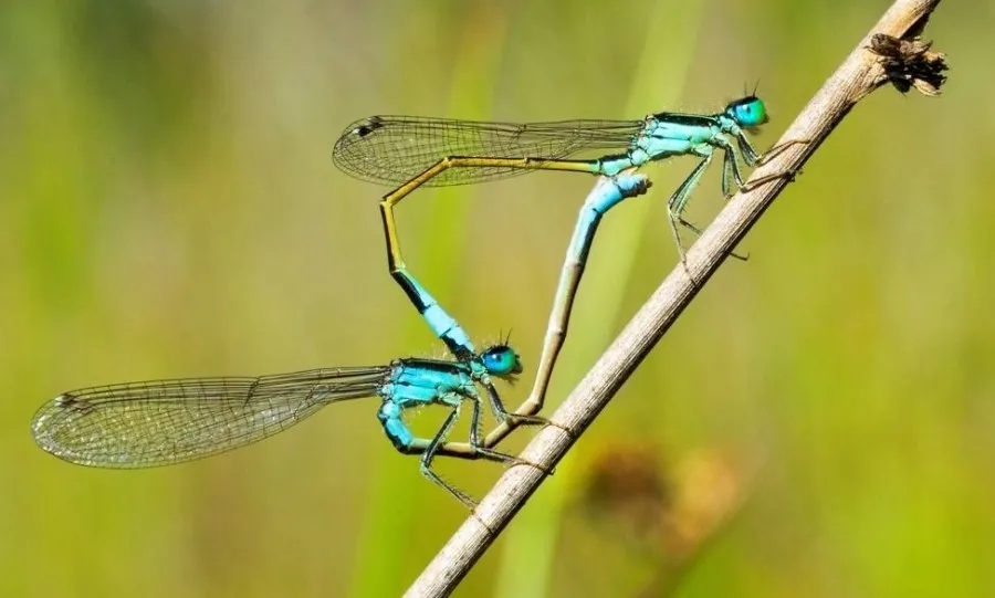 “Pasión entre los Juncos”, del estudiante de 4º curso de Grado de Biología Víctor de Paz Pérez