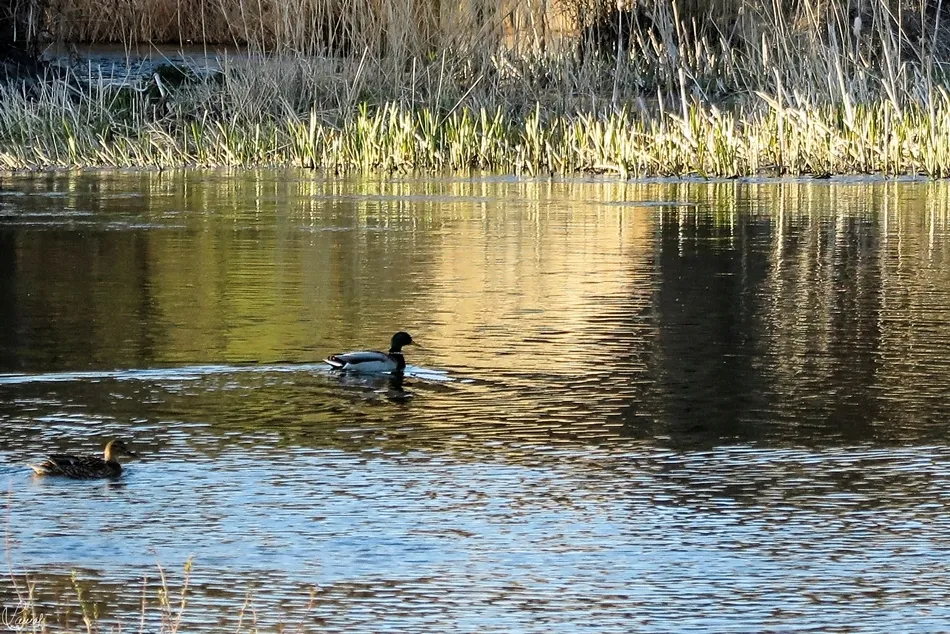 El sencillo placer de la libertad