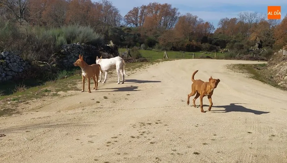 Los perros a los que se responsabiliza de los ataques no permanecen juntos desde el mes de diciembre de 2019, momento al que pertenece la imagen, según su expropietario