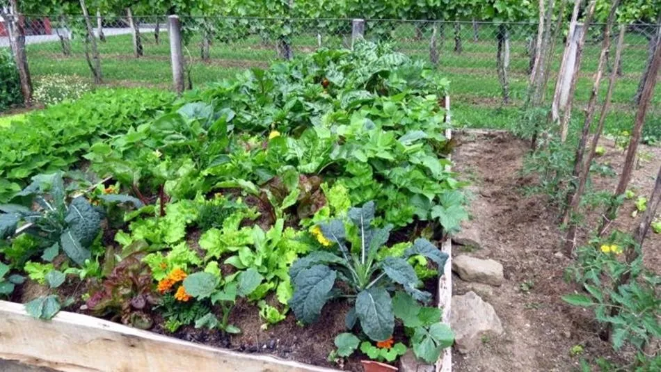 El trabajo en el huerto se considera actividad análoga a la producción de alimentos / ARCHIVO