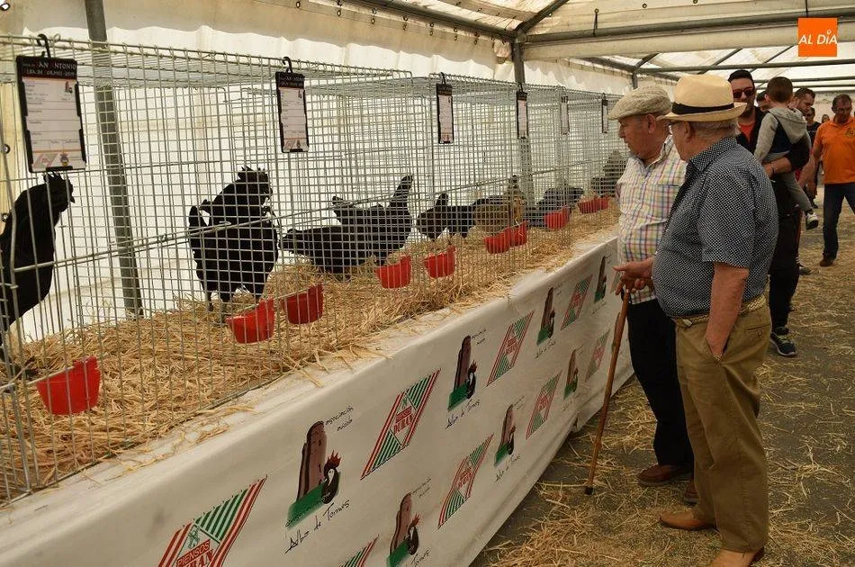 La Feria de San Antonio tendrá que esperar hasta el año 2021