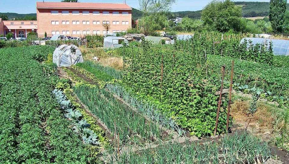 En provincias como Zamora se puede seguir cultivando los huertos sin más matices que respetar las normas generales