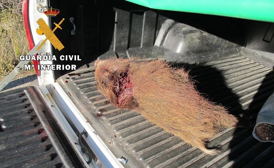 Ejemplar de jabalí intervenido en una caza ilegal - GUARDIA CIVIL - Archivo