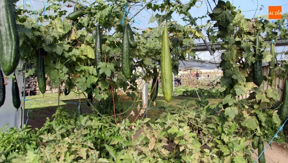 Trabajar el huerto no comporta riesgos de contagio como viajar en el transporte público o acudir al supermercado / CORRAL
