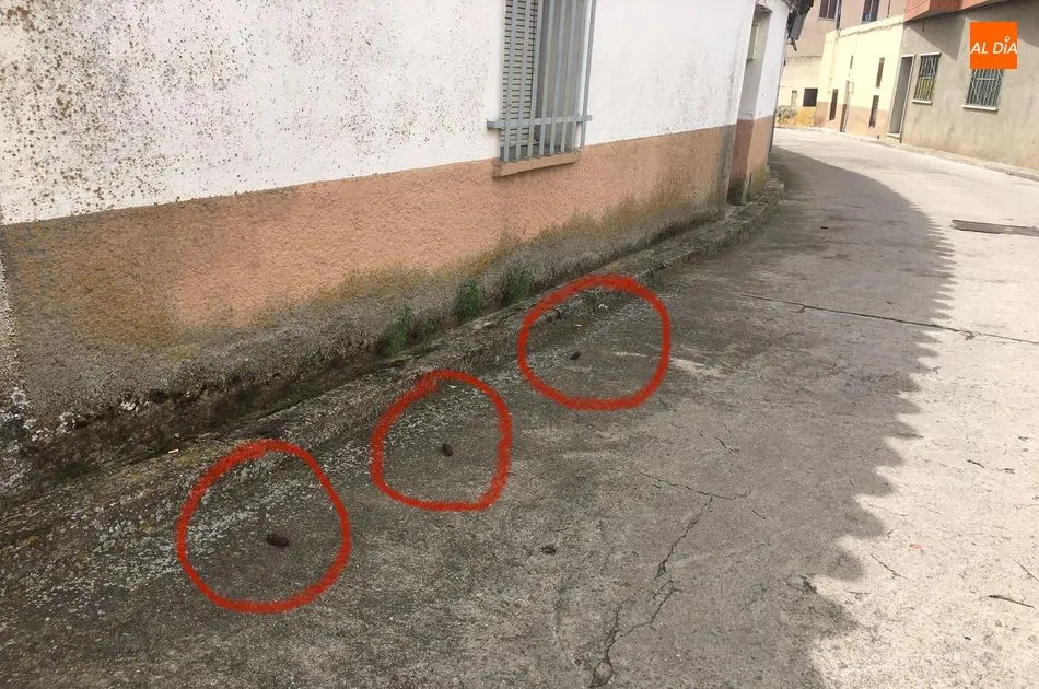 Foto 2 - Quejas vecinales por las cacas de perro sin recoger en la calle