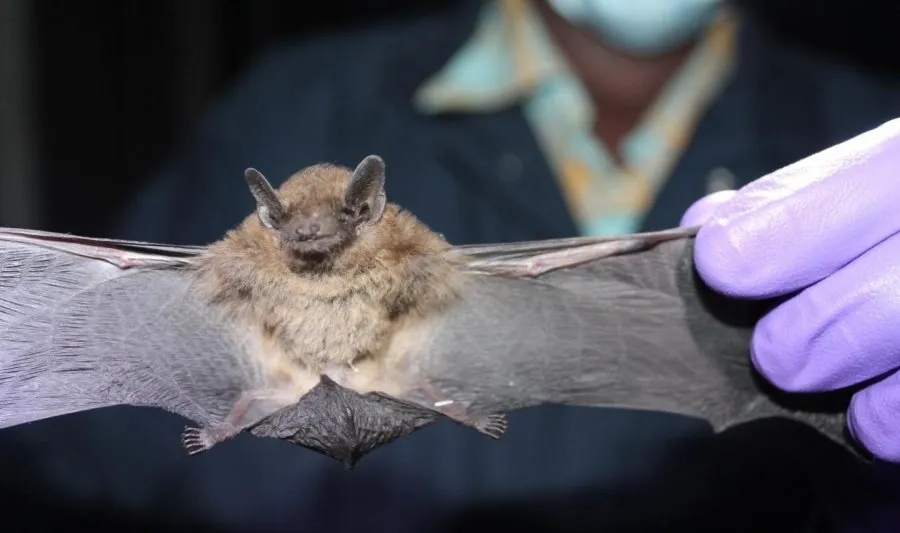 Murciélago. Foto de Kirsten Gilardi, UC Davis - Archivo