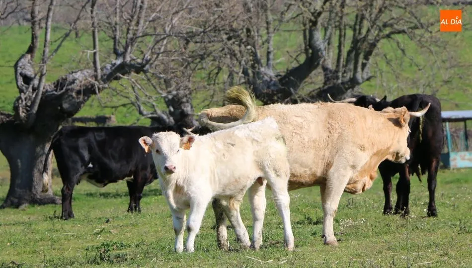 El vacuno volvió a registrar una caída generalizada de precios, tanto para vida como en sacrificio / CORRAL