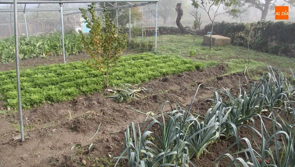 Otro problema que surge en estos momentos es la aparición de plagas en árboles frutales y que no pueden ser tratados por sus propietarios si no son agricultores profesionales
