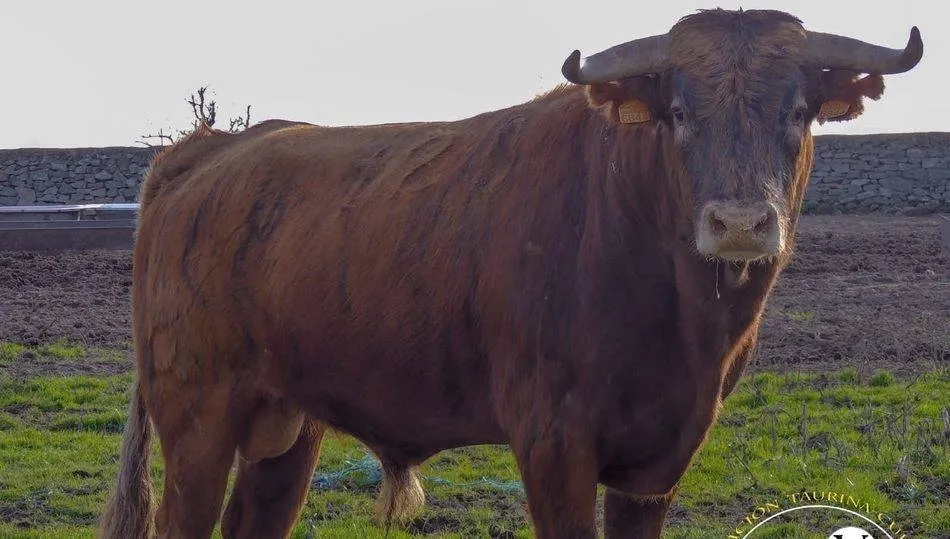Imagen de Fiera, utrero de Domingo Hernández  y que iba a ser el  VI Toro de Cajón de Vitigudino