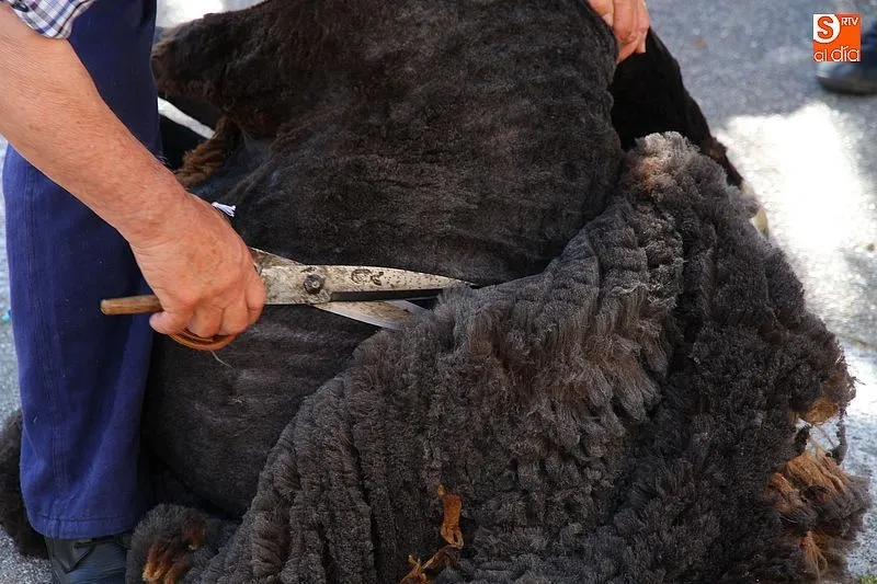 un esquilador trabaja en la localidad de Los Santos