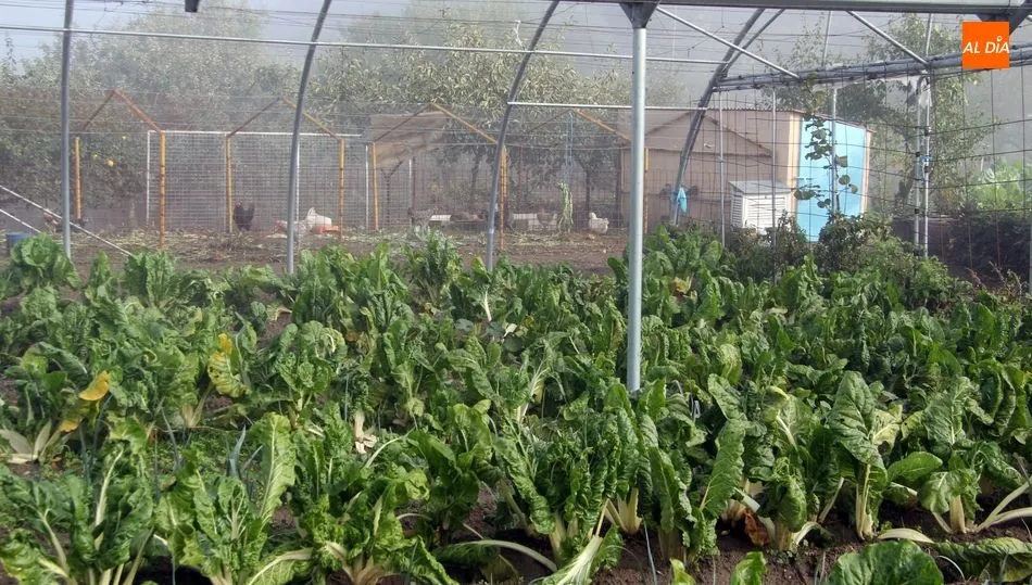 En muchos casos el huerto está asociado a la cría de animales, sin embargo se puede ir a atender a los animales pero no se puede trabajar el huerto, según la Subdelgación de Salamanca / CORRAL