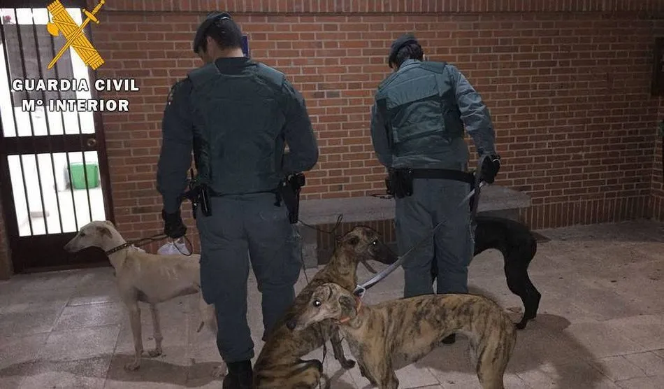 La Guardia Civil de Salamanca intervino a los galgos utilizados por los denunciados