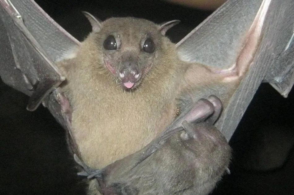 Murciélago. Foto: EP