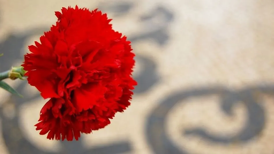 Clavel sobre el empedrado de una calle de Lisboa/Foto: Marie-line Darcy