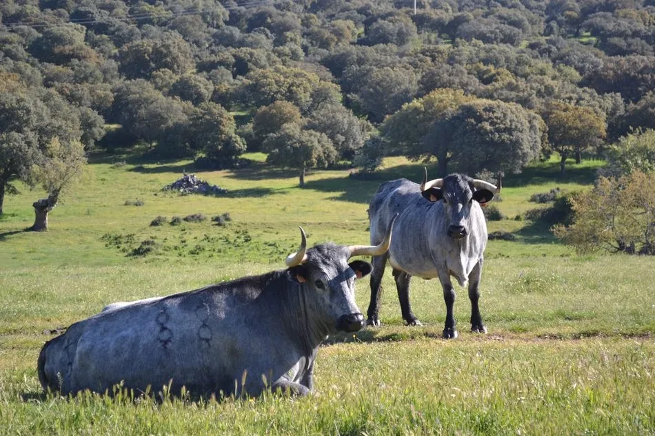 Foto 3 - Dehesa Grande, 20 a&ntilde;os de crecimiento constante  