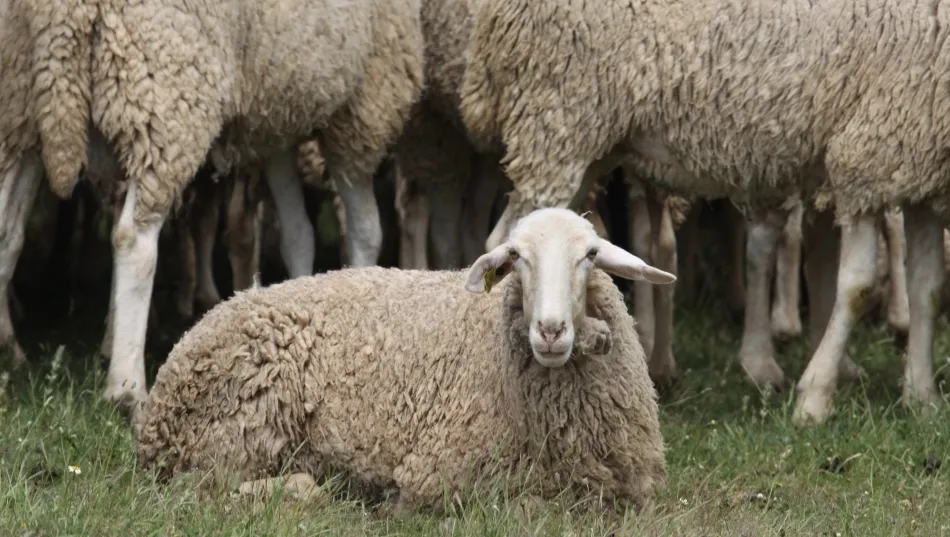 Las ayudas al campo serán cruciales para superar la crisis. Foto de archivo de Santiago Bayón