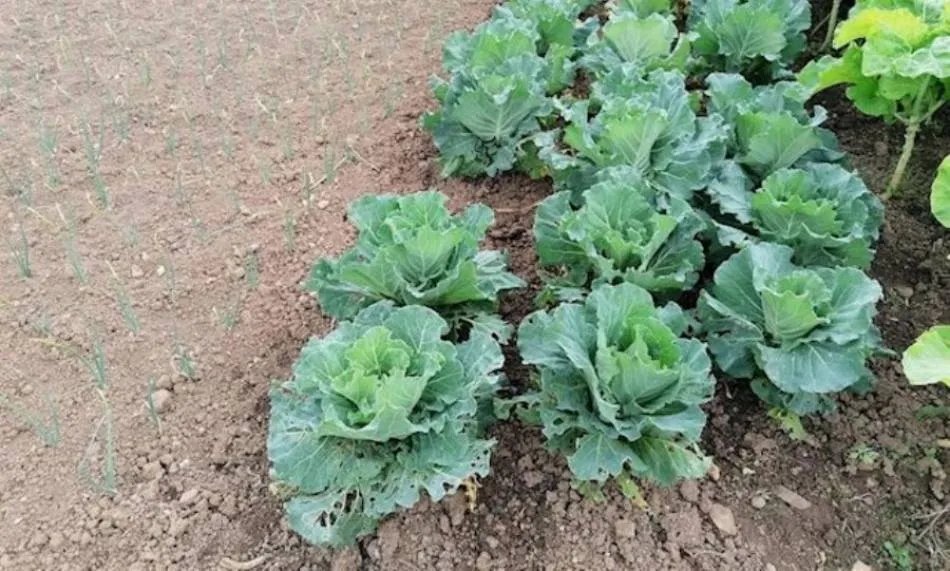 Los huertos familiares de Alba de Tormes se pondrá atender en días pares o impares