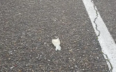 Foto 2 - Quejas en la villa ducal por la presencia de guantes tirados en algunas calles
