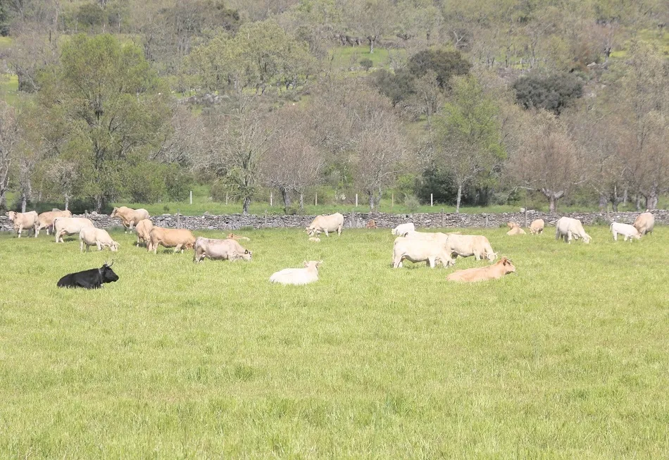 La excelente primaverá está quitando ‘presión’ al vacuno | Corral