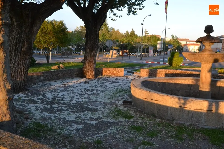 Foto 7 - Las pelusas del chopo, un reto para los al&eacute;rgicos en el regreso a las calles  