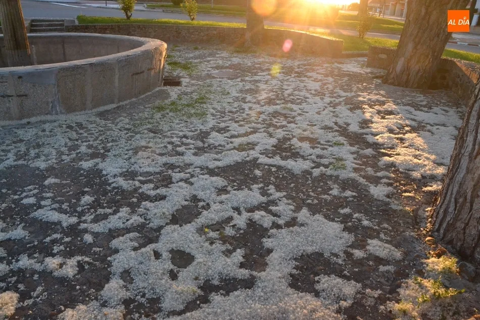 Foto 4 - Las pelusas del chopo, un reto para los al&eacute;rgicos en el regreso a las calles  