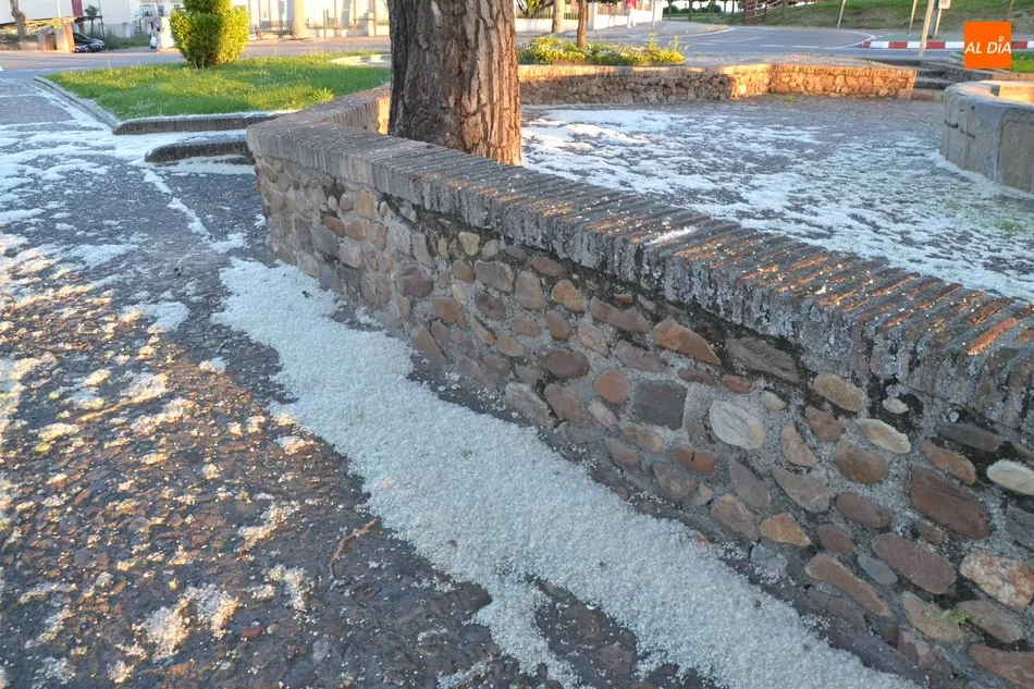 Foto 5 - Las pelusas del chopo, un reto para los al&eacute;rgicos en el regreso a las calles  