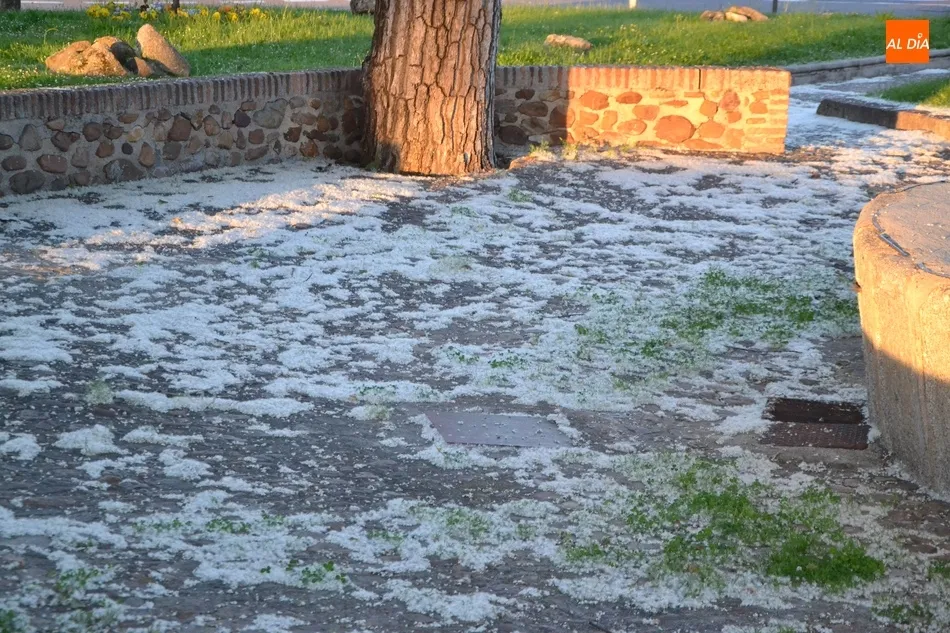 Las pelusas del chopo, un reto para los alérgicos en el regreso a las calles  