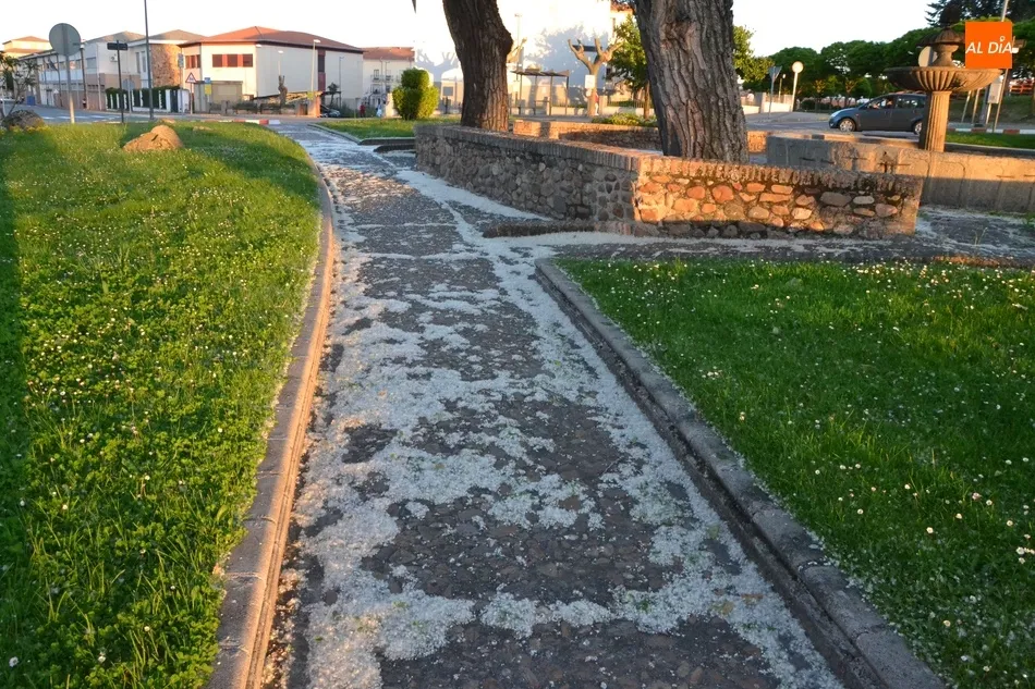 Foto 6 - Las pelusas del chopo, un reto para los al&eacute;rgicos en el regreso a las calles  