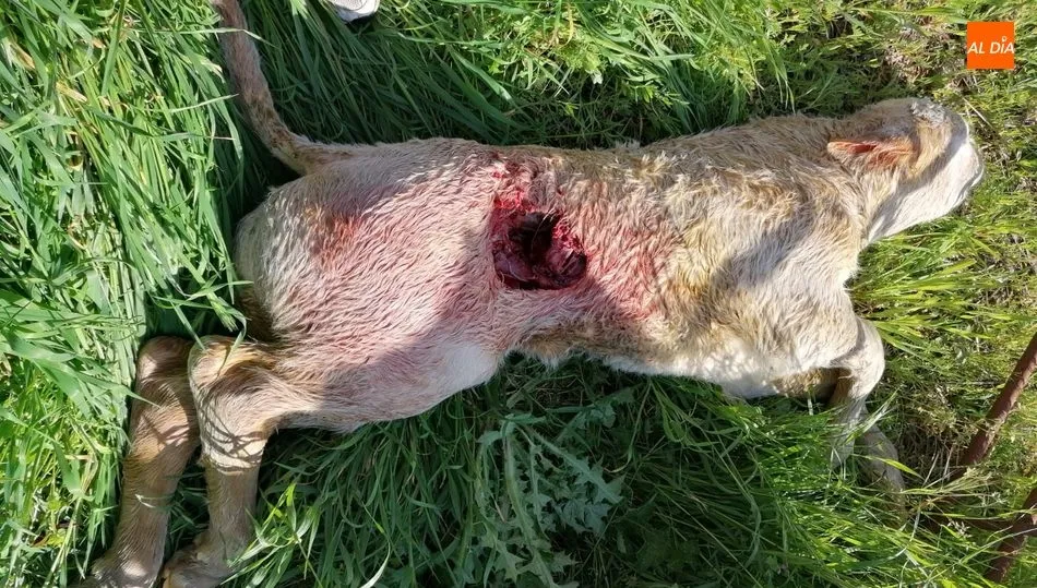 Estado en el que se encontraba el becerro cuando lo encontró su propietaria este domingo