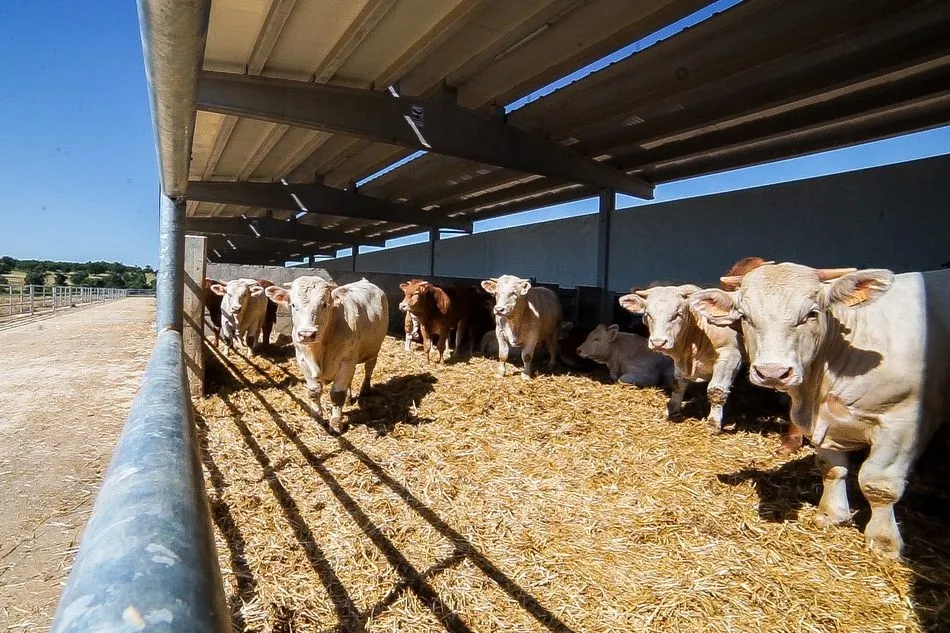 Foto 2 - Dehesa Grande, adaptada a los nuevos h&aacute;bitos de consumo
