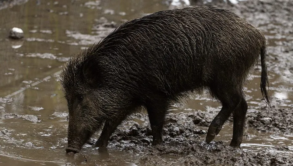 El jabalí provoca importantes daños a la agricultura, además de ser trasmisor de la PPA