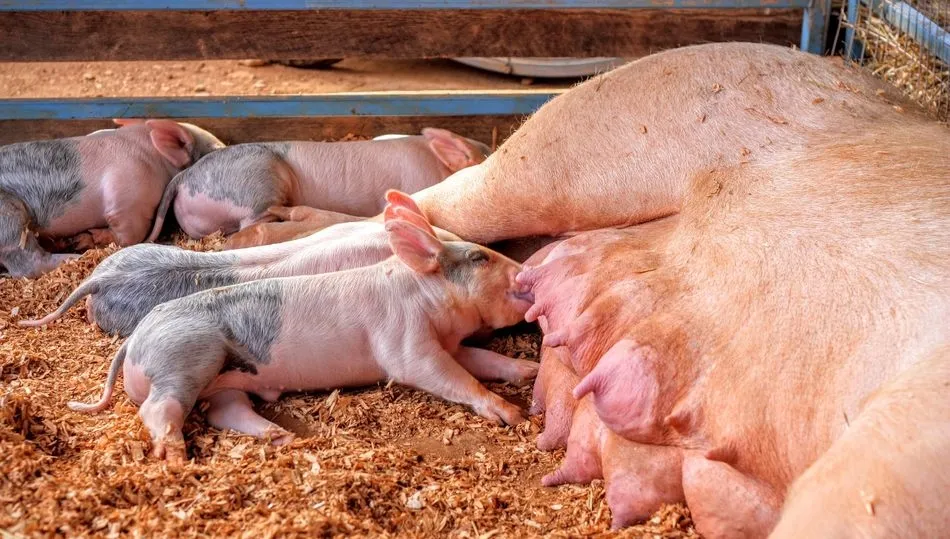 El precio de los tostones ha frenado la caída con lechazos y corderos