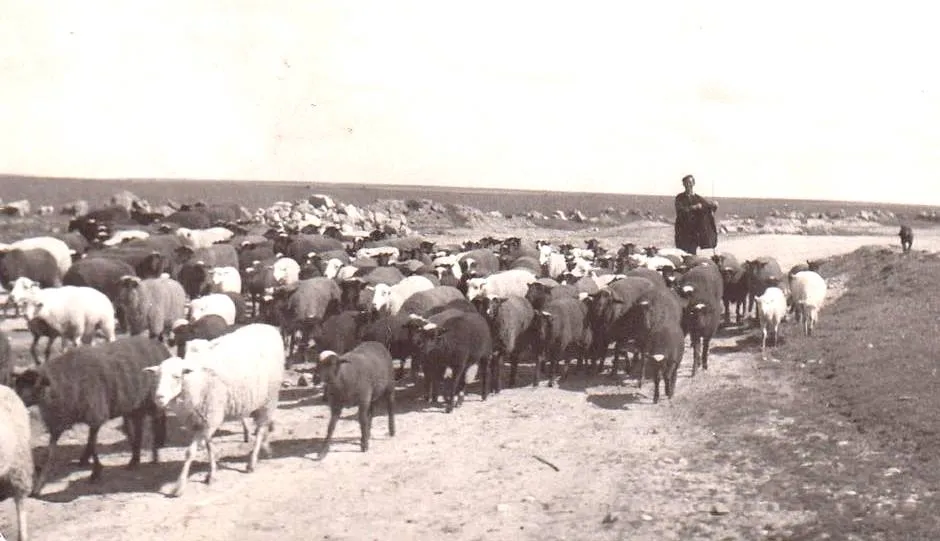 Pastores en Torresmenudas