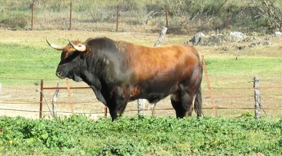 El ganadero sabe, que aunque le duela la cartera, la correcta alimentación en toda la ganadería es base esencial para mantener esta en estado óptimo de exigencia