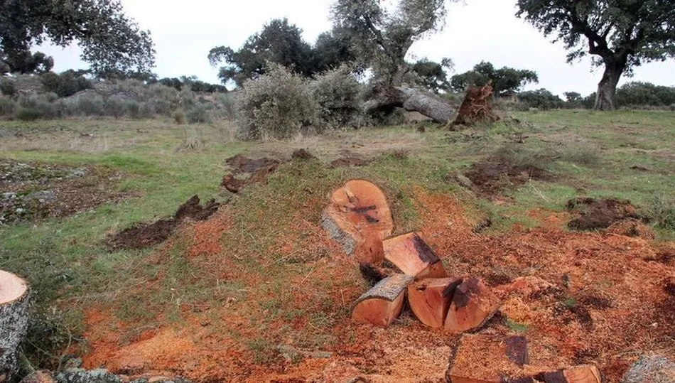 El Ayuntamiento de Villavieja considera que la tala de encinas no puede considerarse el inicio de ejecución del proyecto
