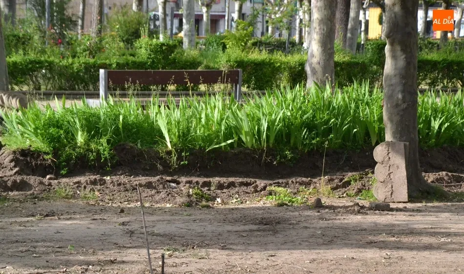 Foto 8 - Retirada otra hilera de arbustos de La Glorieta para dar cabida a la nueva pista de petanca  
