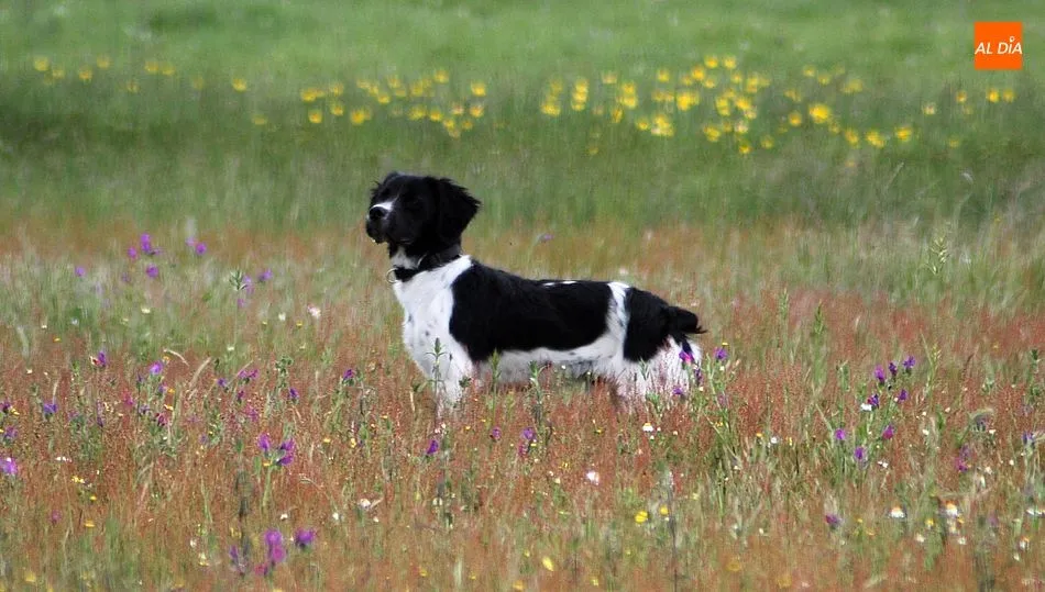 La prohibición de practicar la caza o la pesca no tiene sentido respecto a la autorización de otras actividades / CORRAL