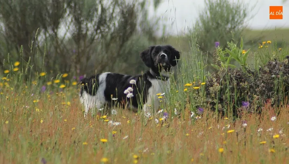 Loas perros de caza son los otros damnificados en una decisión ilógica de Sanidad / CORRAL