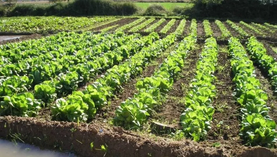 Salamanca, la provincia de Castilla y León con menos superficie destinada a la producción...